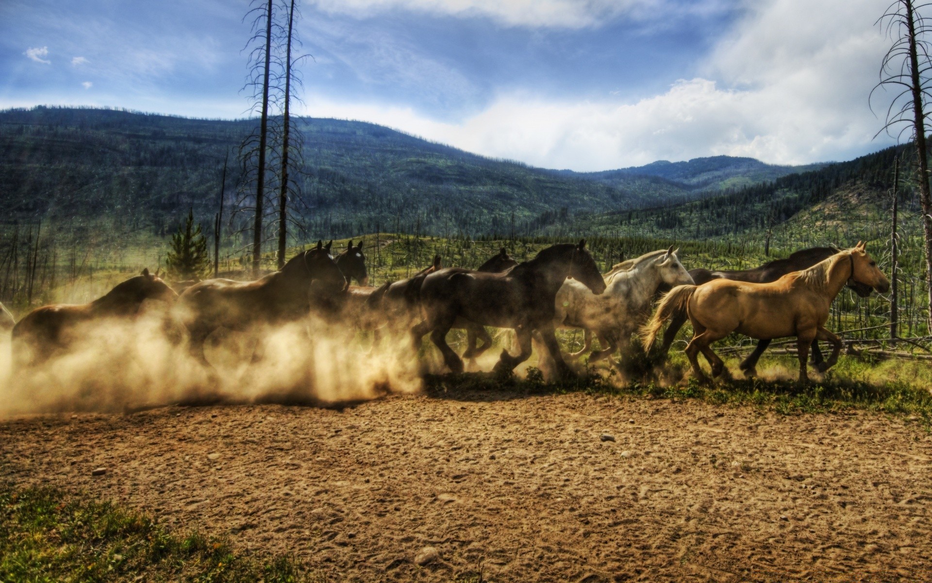 cavalos ao ar livre natureza cavalaria mamífero céu grama paisagem fazenda viajar feno rural árvore