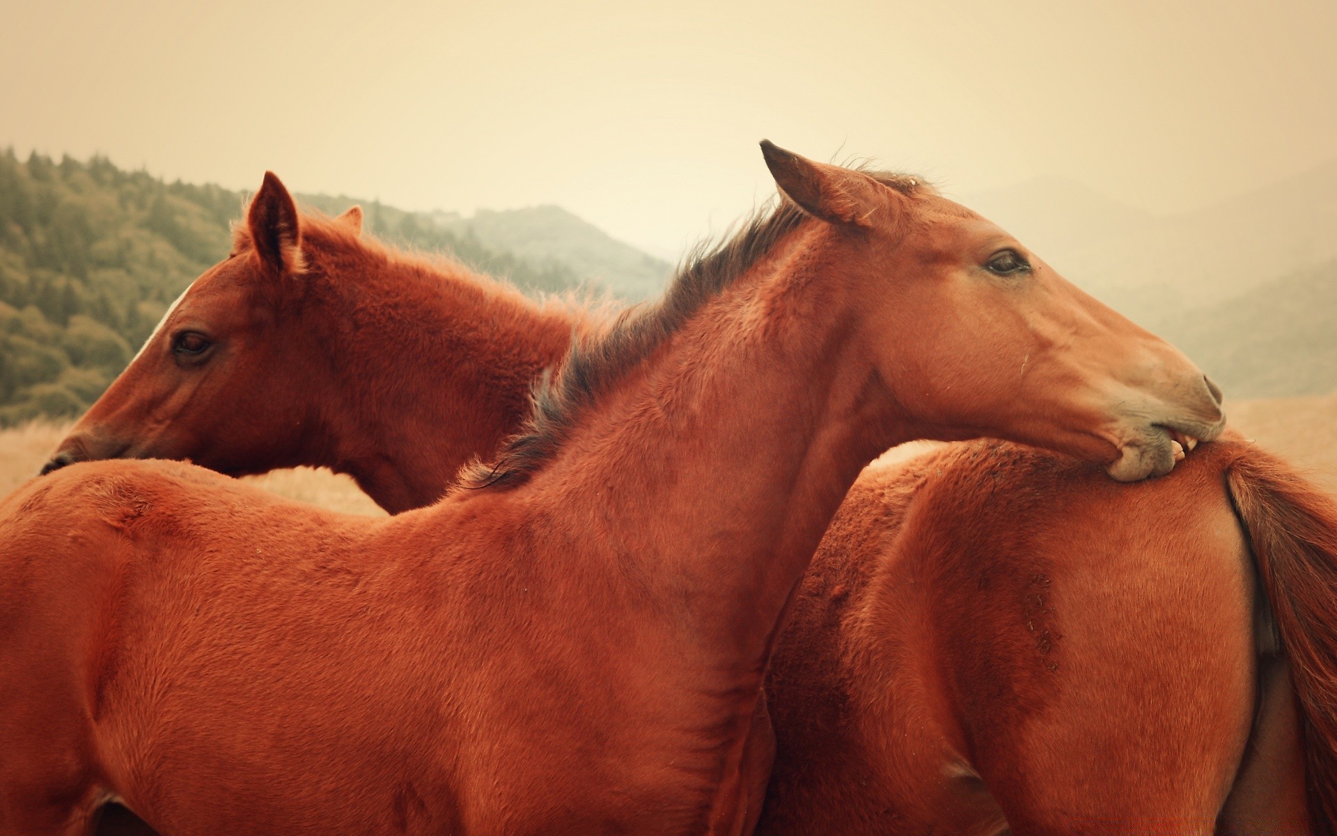 cavallo cavalleria mammifero animali vivi cavallo mare fattoria animale uno ritratto pascolo agricoltura all aperto fauna selvatica equestre allevamento di cavalli