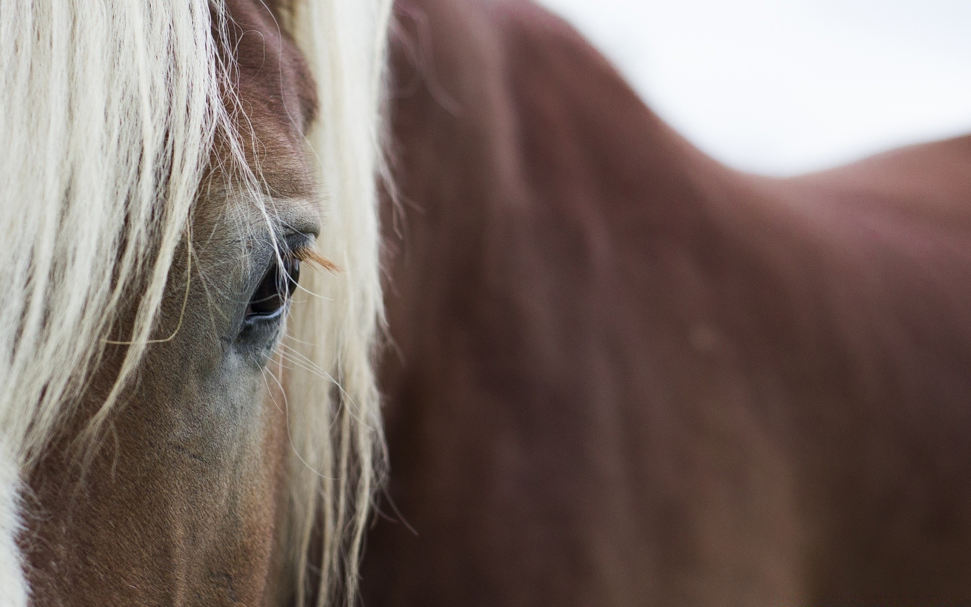 chevaux cavalerie mare élevage de chevaux manet portrait étalon animal nature équestre cheval cheveux poney mammifère ferme tête à l extérieur un couleur beau