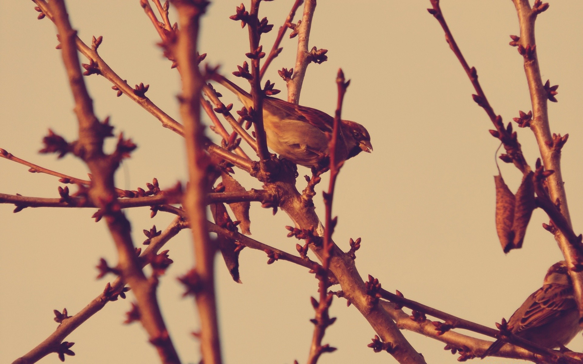 vögel vogel im freien baum tierwelt natur zweig blatt