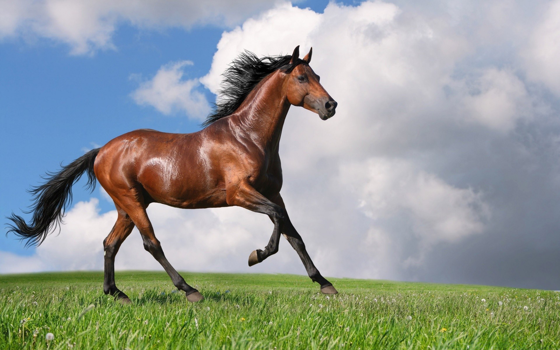 cavallo mammifero cavallo erba pascolo mare campo fieno equestre fattoria stallone pascolo cavalleria allevamento di cavalli rurale manet animale