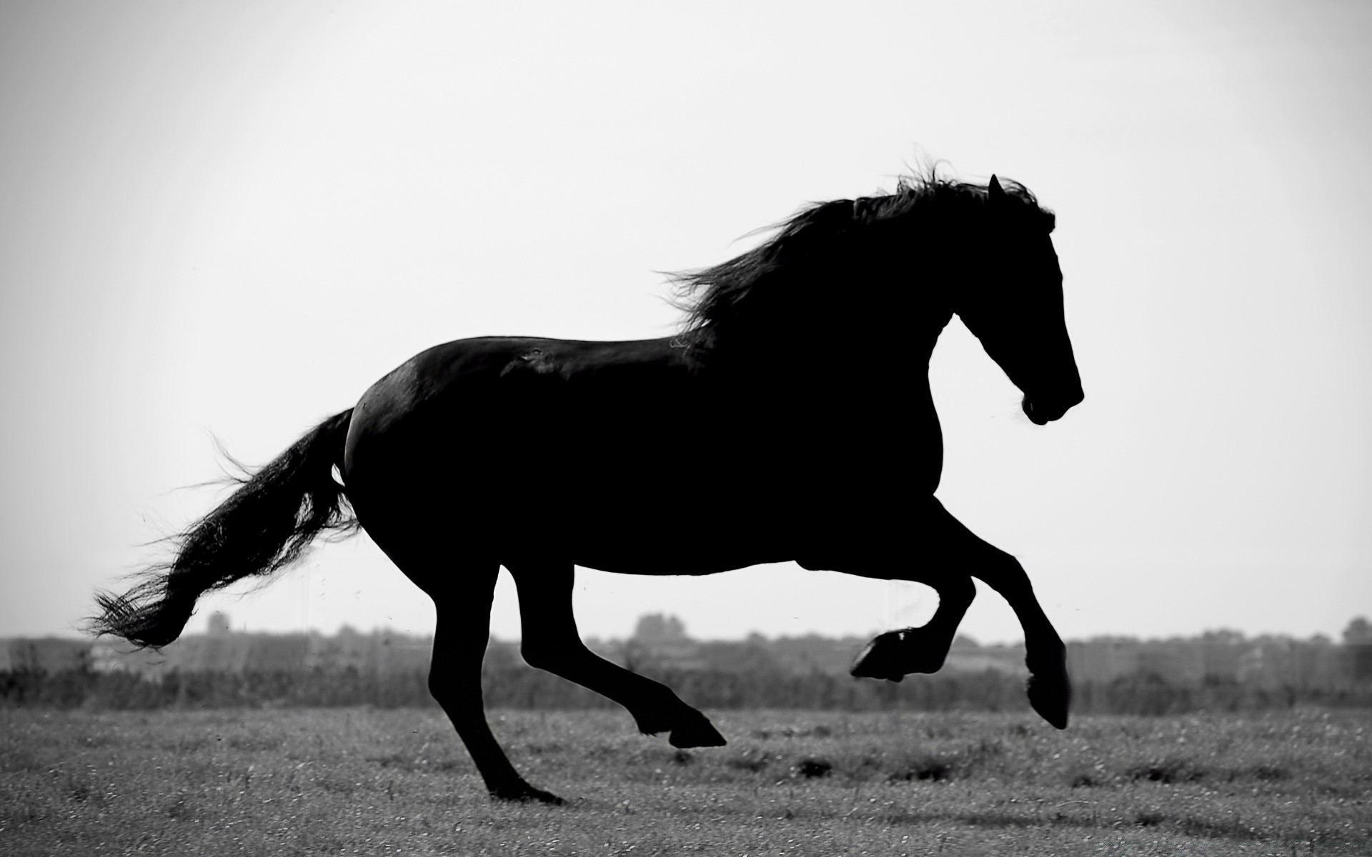 cavalli cavallo mare monocromatico cavalleria allevamento di cavalli stallone mammifero equestre pony mane animale cavallo da corsa seduto mustang azione purosangue singolo fattoria campo skoko