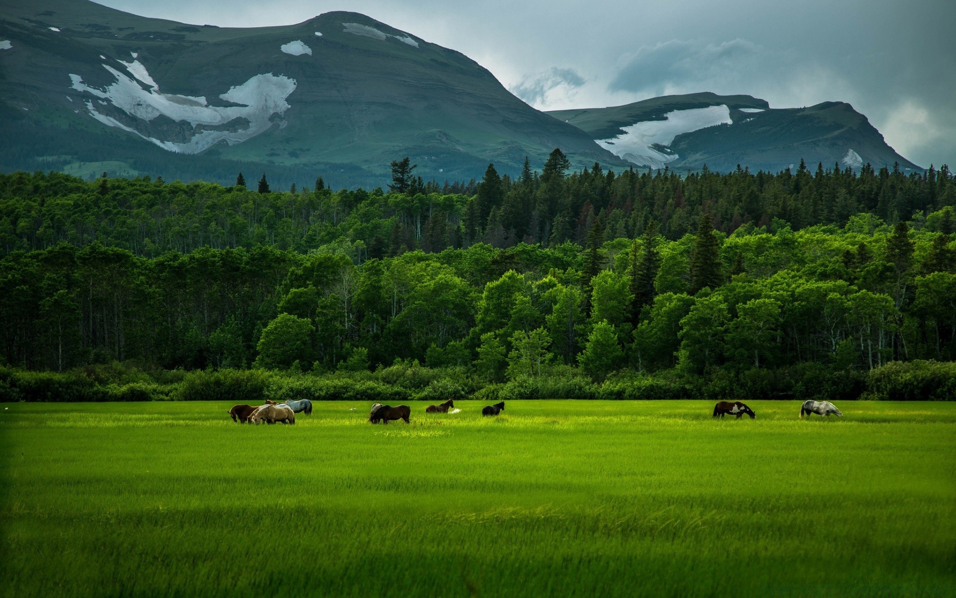 chevaux paysage agriculture foin montagne pâturage colline herbe à l extérieur ferme bétail pastoral arbre nature animaux vivants pittoresque pâturage campagne vache mouton