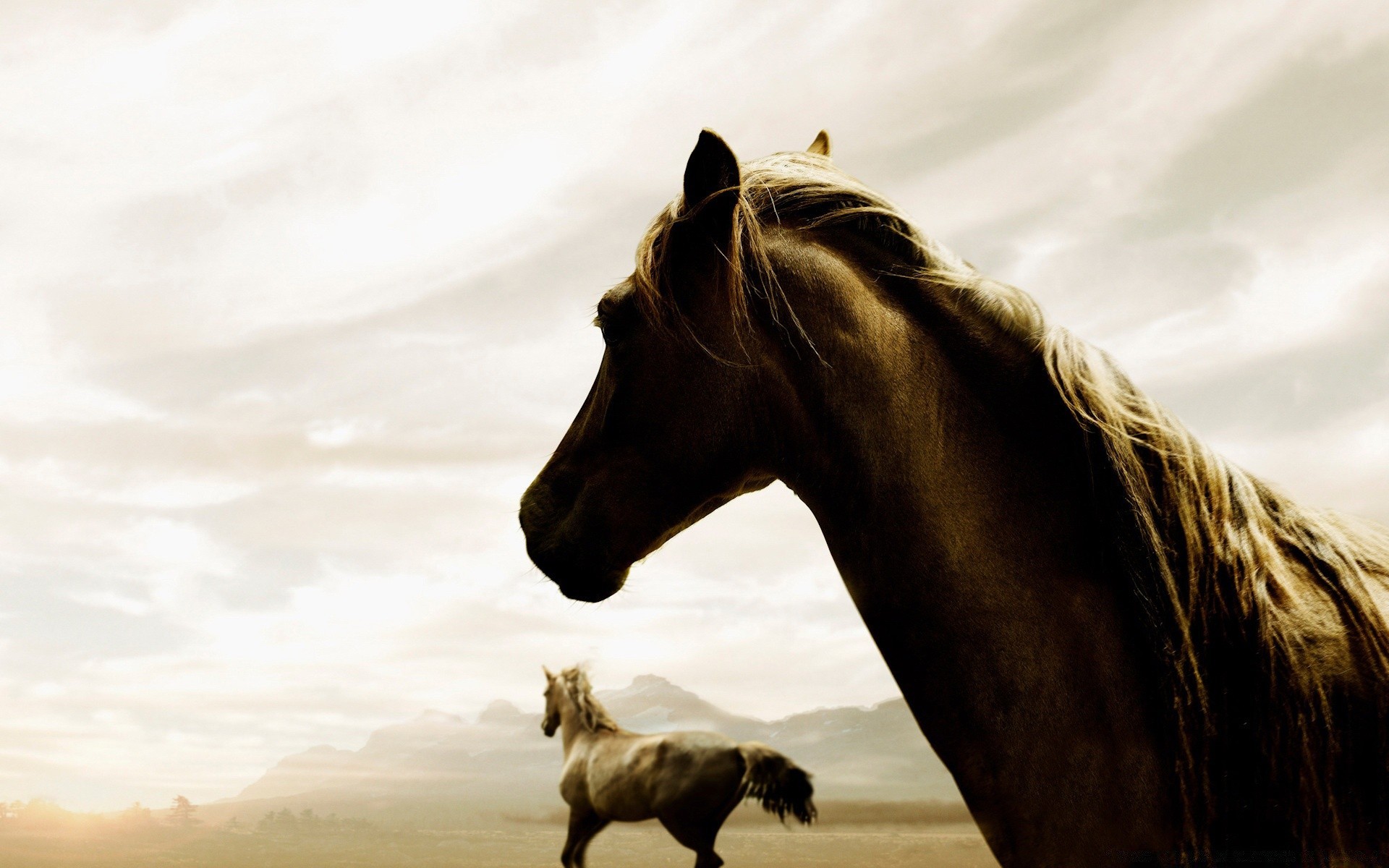 caballos mamífero animal caballería solo al aire libre retrato cielo puesta de sol caballo naturaleza