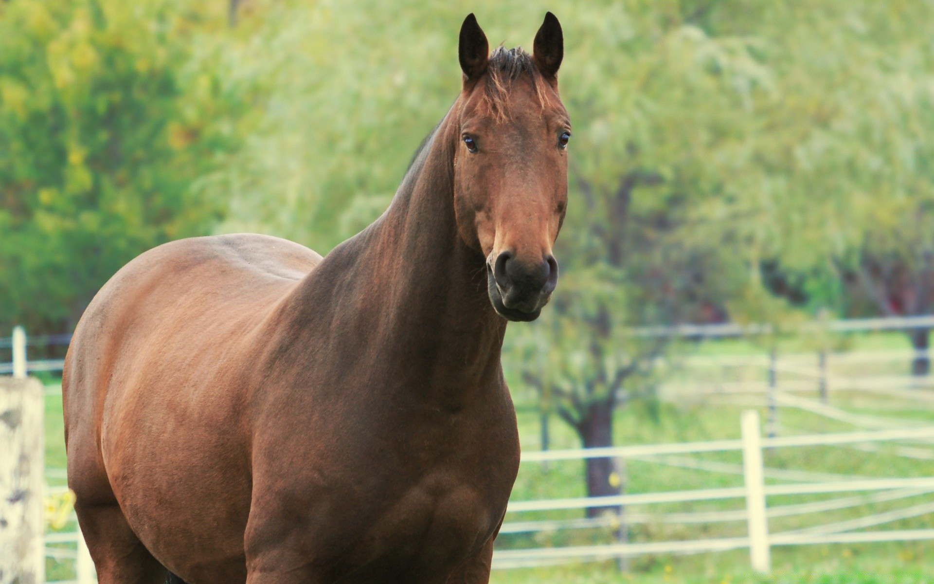 caballos caballo mare mamífero pasto caballería granja animal cría de caballos semental hierba ecuestre campo naturaleza heno mane corredor al aire libre rural