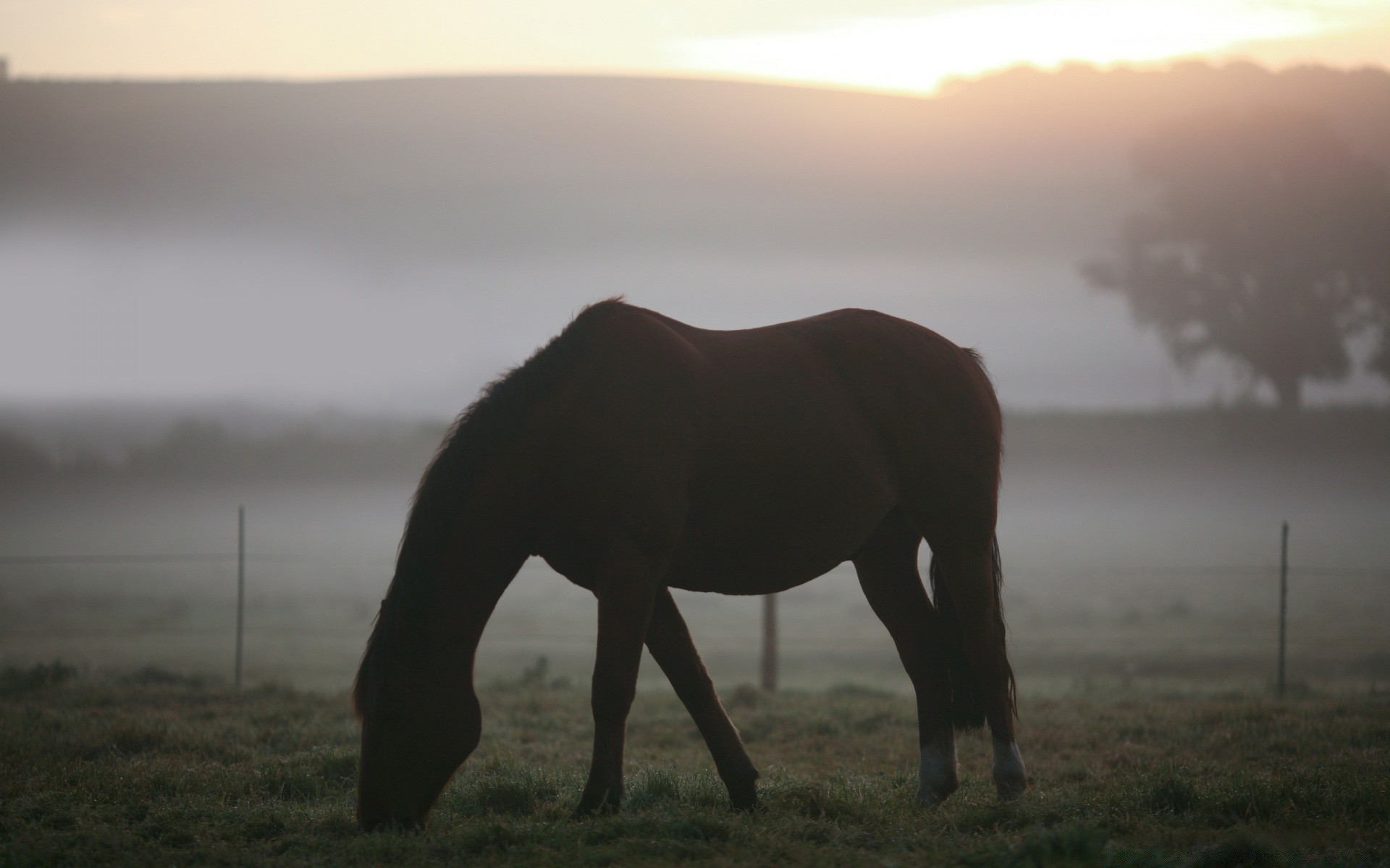 pferd säugetier sonnenuntergang kavallerie abend mare tierwelt landschaft morgendämmerung gras weide tier nebel