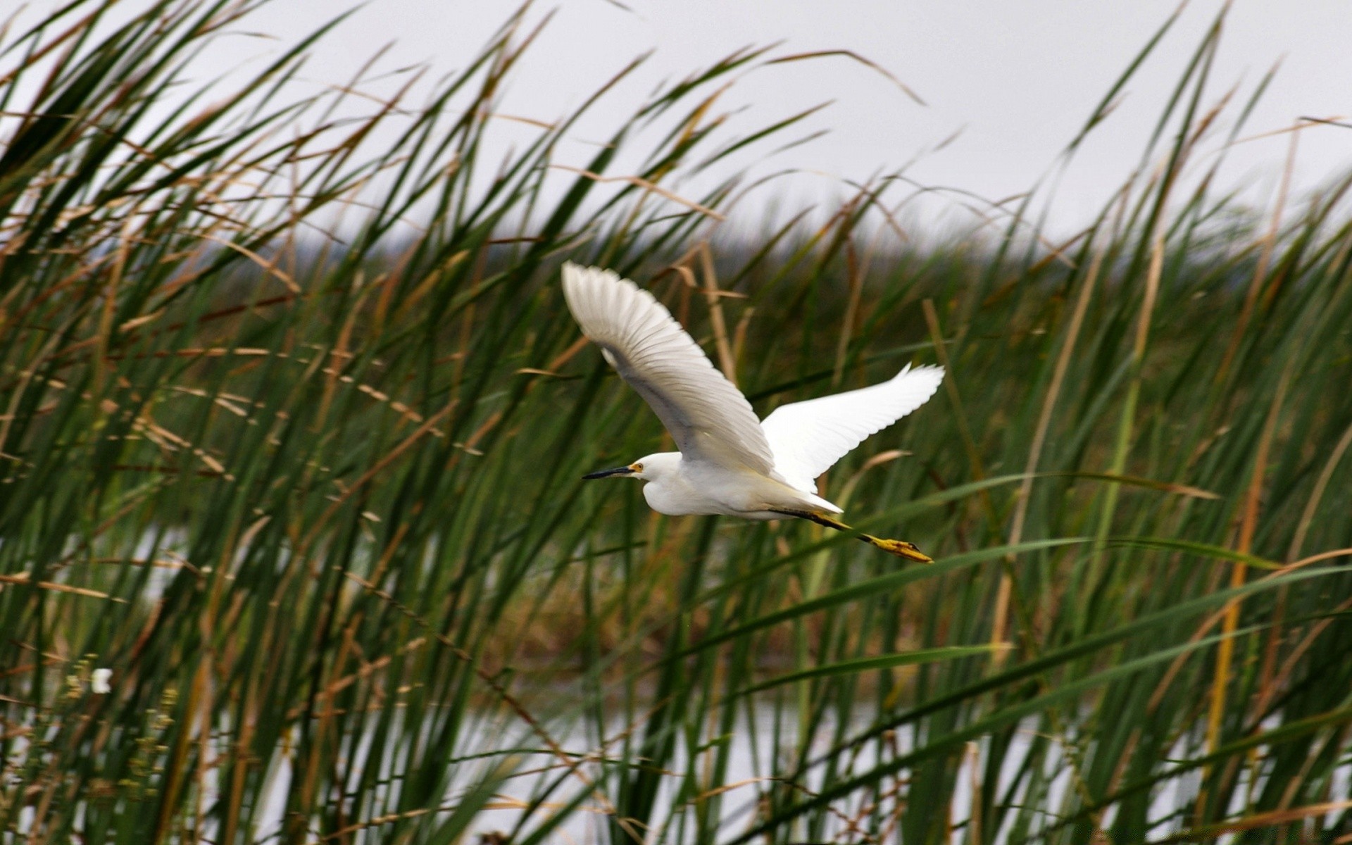 sauvagine nature herbe à l extérieur mars eau oiseau été lac la faune sauvage