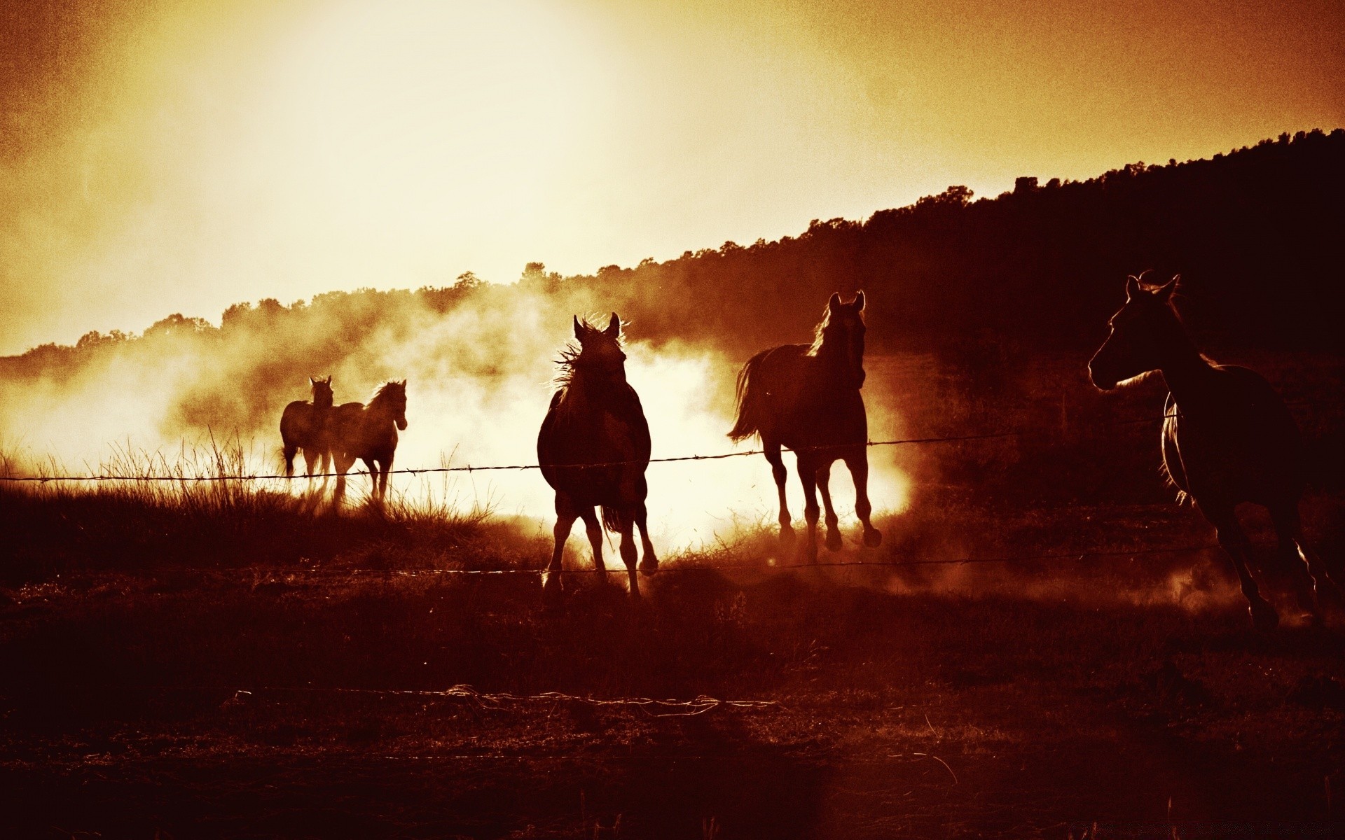 cavalos cavalaria mamífero sentado grupo vaqueiro adulto homem pôr do sol poeira agricultura corrida sistema de transporte cavalo silhueta herder