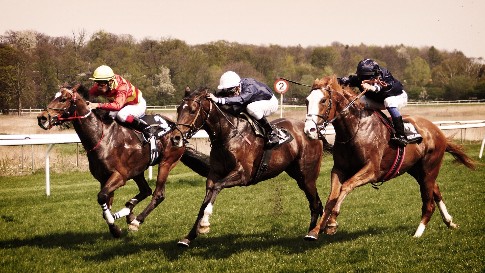 cavalos cavalo jóquei corrida puro-sangue pista criação de cavalos competição equestre cavaleiro chicote cavalo de corrida égua movimento atleta relvado gambling rápido sela ação