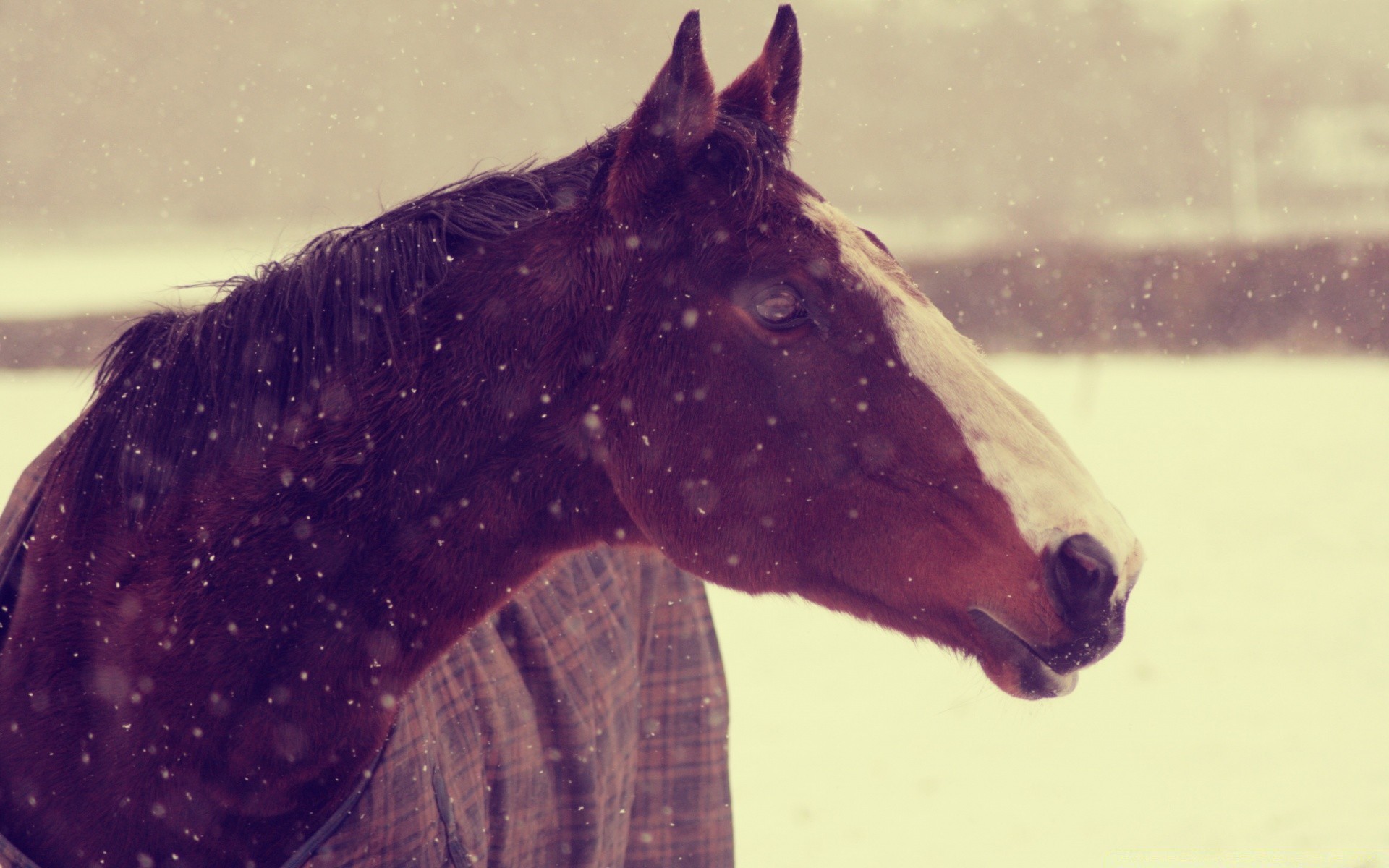 horses one water mammal wildlife nature outdoors snow winter underwater