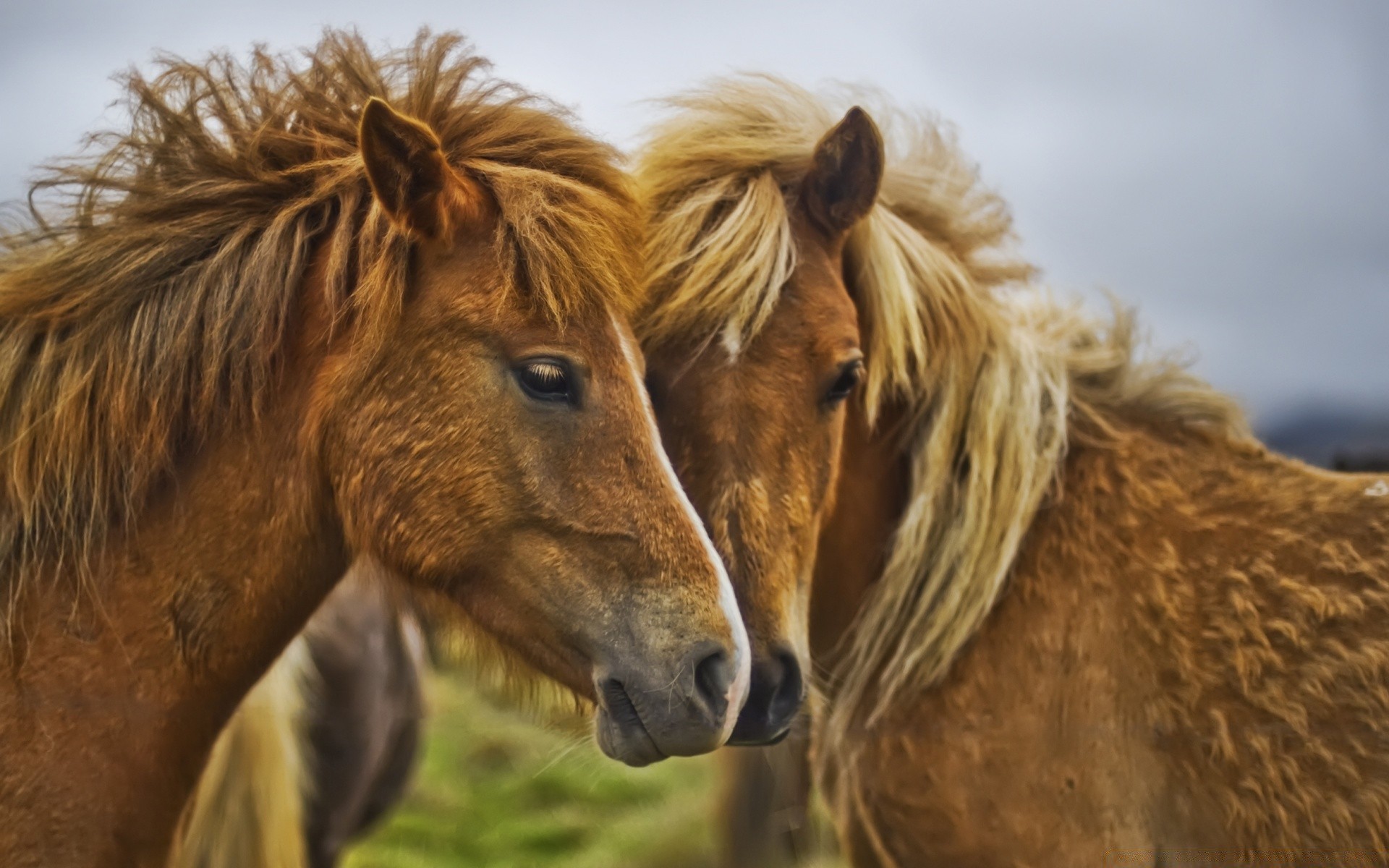 cavallo mammifero animale mane cavalleria fauna selvatica natura all aperto selvaggio pelliccia animali vivi erba