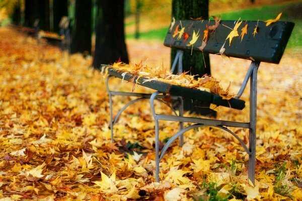 Jedes gefallene Blatt zeigt die Schönheit des Herbstes