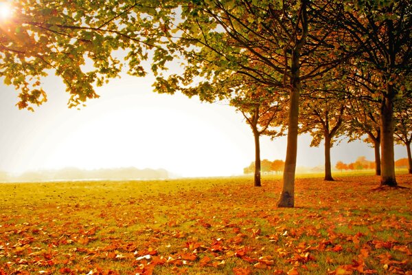 Autumn landscape with trees and fallen leaves