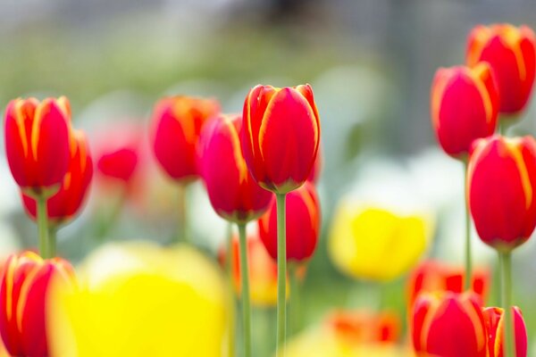 Champ de tulipes jaunes et rouges