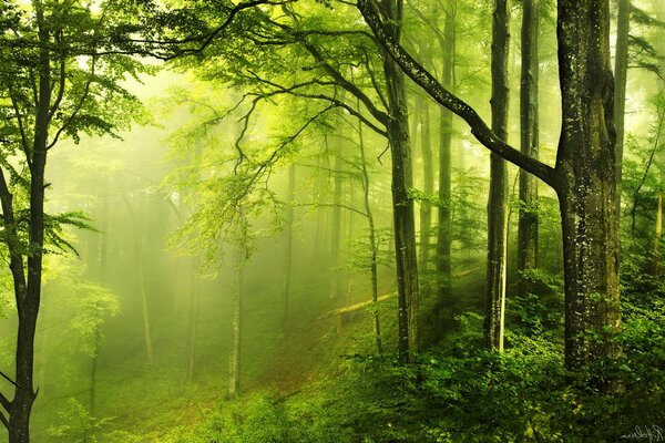 Misty forest, green foliage of trees