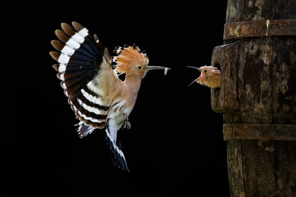 Un oiseau nourrit son poussin dans un creux