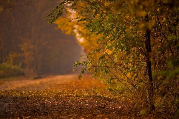 Herbstliche Natur im Wald