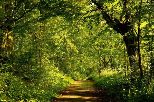 Route forestière à travers les arbres verts