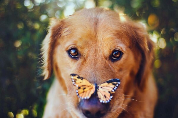 Burnunda kelebek olan kızıl saçlı köpek yavrusu