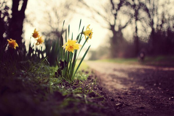 Fleurs en bordure de route avec bourgeon jaune