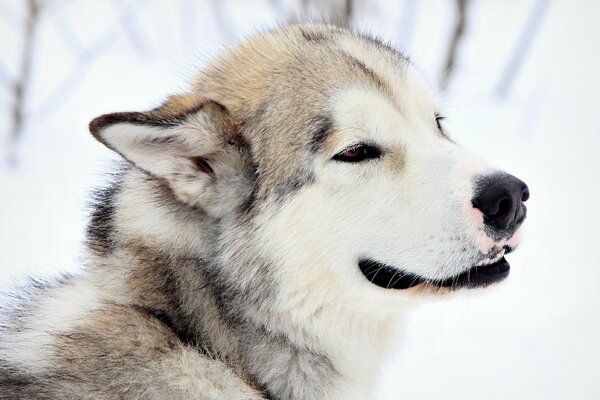 Cute dog on a winter background