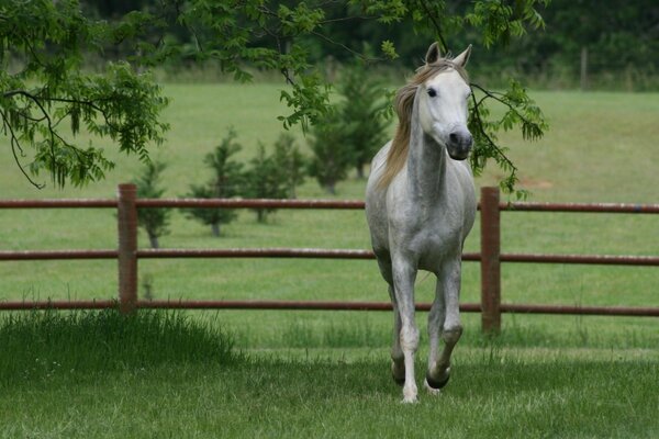 A horse walks in a summer meadow