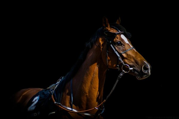 Photo of one beautiful horse for racing at number two on a black background