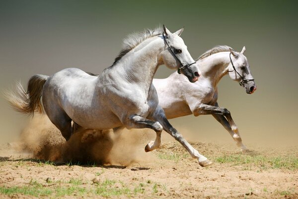 Horse breeding is the cultivation of stallions and mares