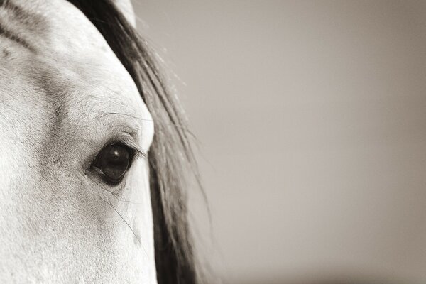 Retrato en blanco y negro de un animal. Ojo de caballo