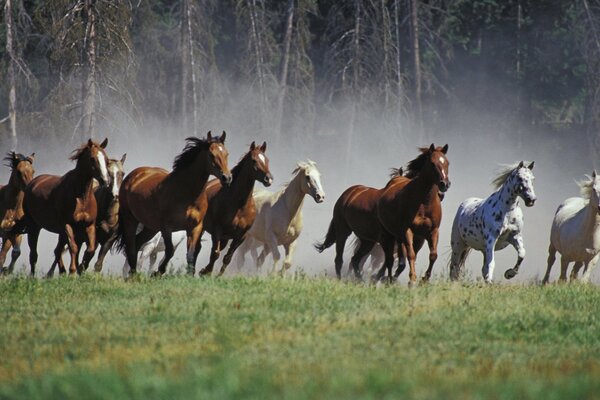 Games on the field of frisky horses