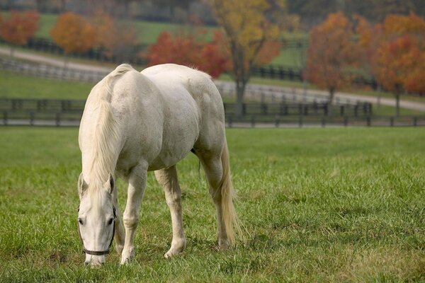 White horse eats grass in the field