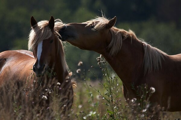 Horses for desktop and phone