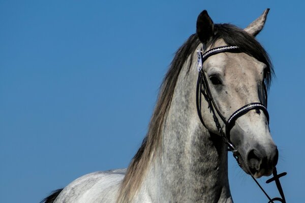 Si les chevaux parlaient