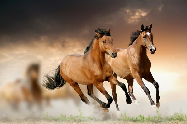 Manada de caballos en un campo limpio