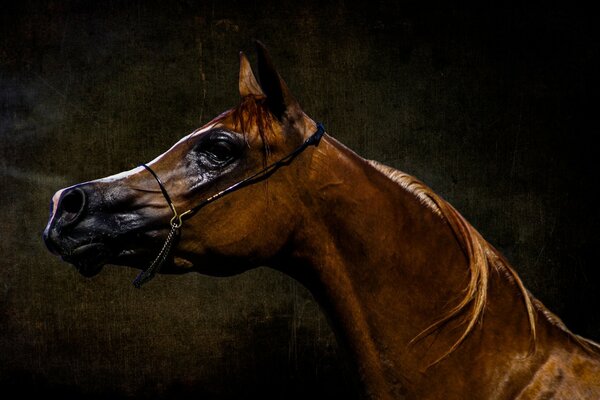 Retrato de um cavalo depois de um dia difícil