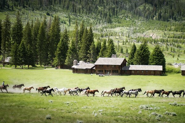 Herd of wild horses in the pasture