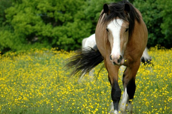 Beautiful horse racing across the field