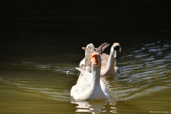 Anatre che nuotano sul lago