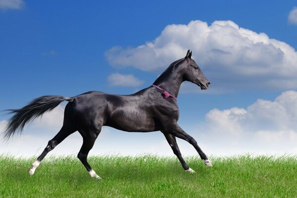 Horse galloping on green grass