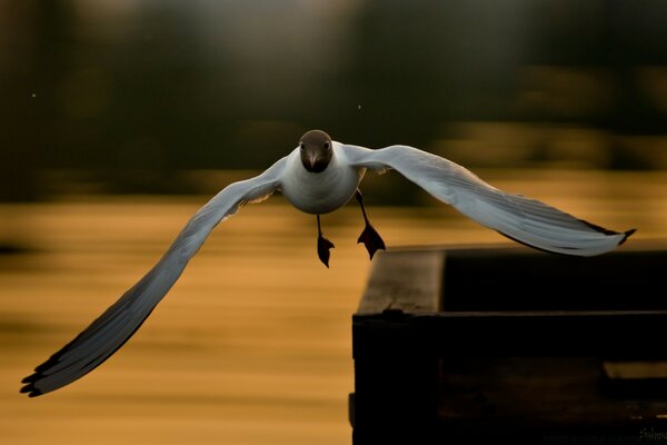 Spannweite eines Vogels im Flug