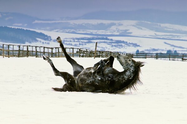 Pferd genießt den Sand am Meer