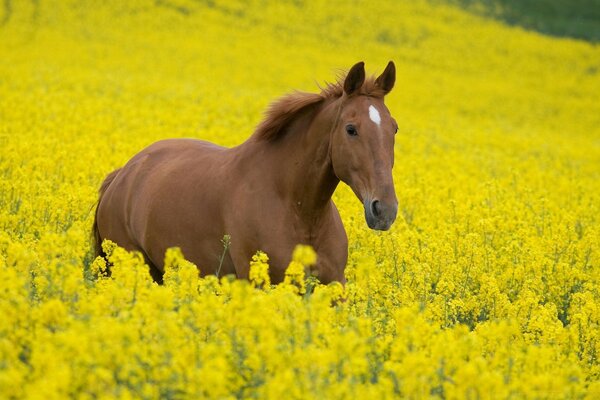 A horse walks through a field with flowers