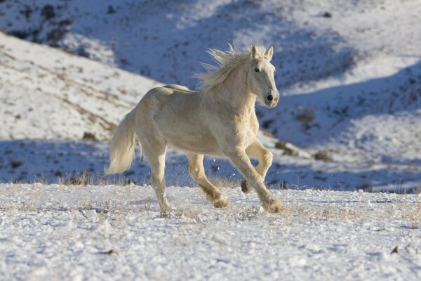 Ein weißes Pferd reitet im Schnee