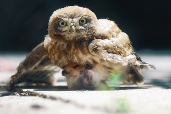 Vogeljagd in freier Wildbahn