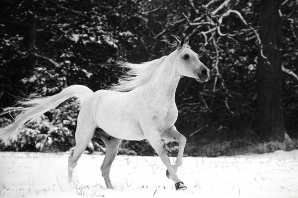 Black and white photo. A white horse runs through the winter forest