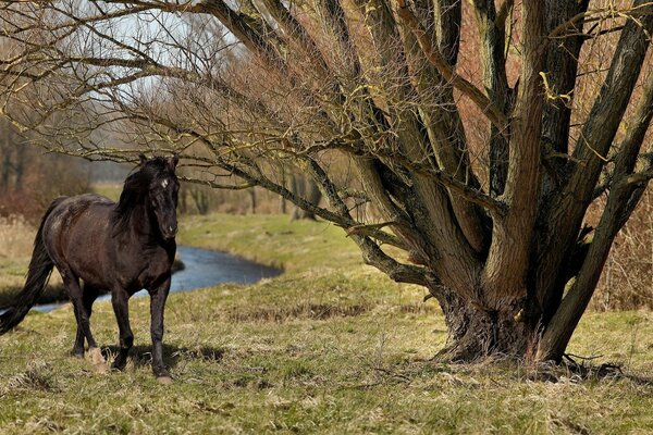 Course de chevaux en plein air