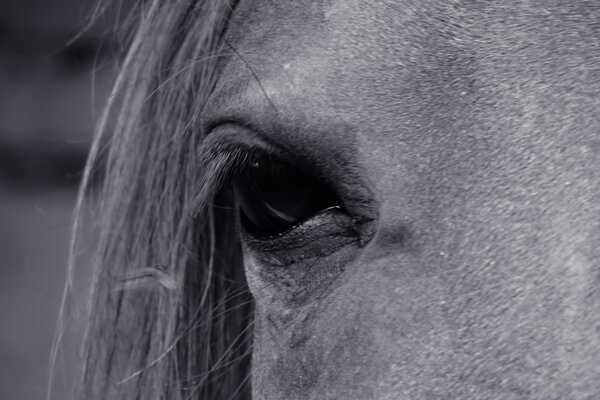 Monochrome portrait of a horse s eye