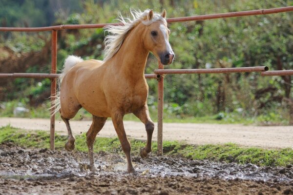 Puissance en chevaux puissance en chevaux