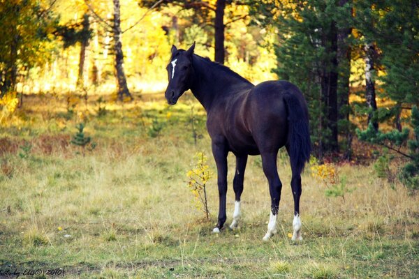 Ein Pferd im Wald geht im Morgengrauen spazieren