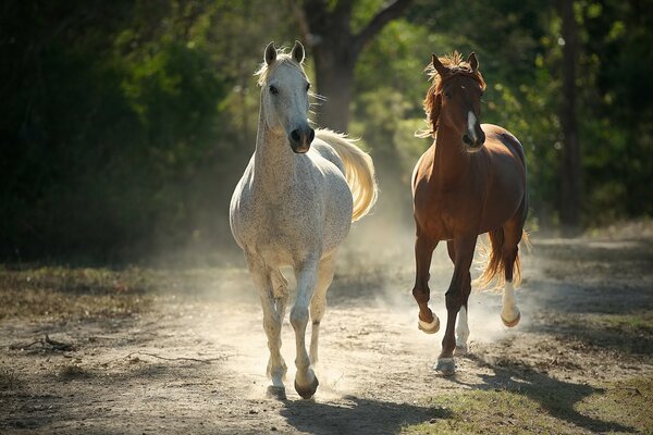 Cavalos brancos e vermelhos correm pela trilha da floresta